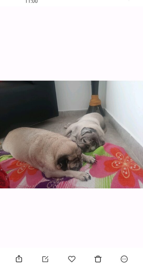 Doggy y princesa