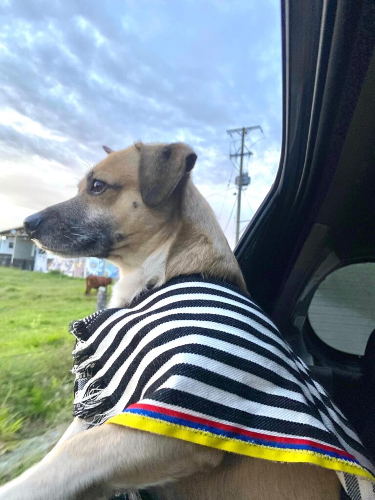 Hachi Ojeda